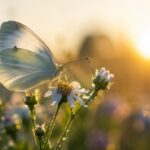 papillon blanc signification présage